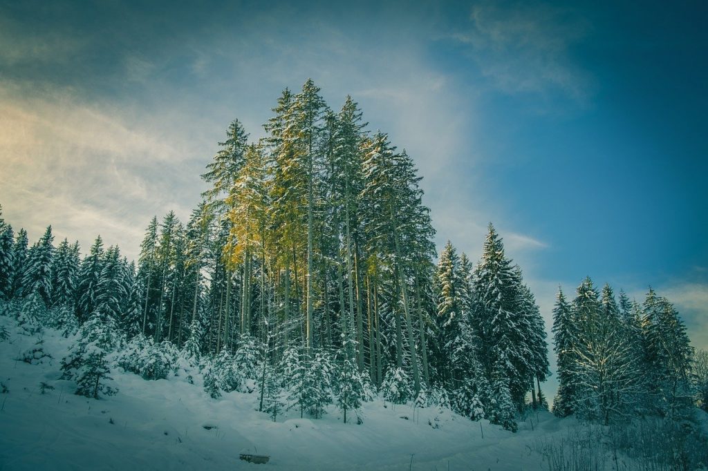 trees, hill, snow